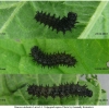 vanes atalanta larva3 volg